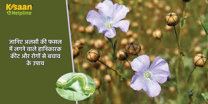 जानिए अलसी की फसल में लगने वाले हानिकारक कीट और रोगों से बचाव के उपाय